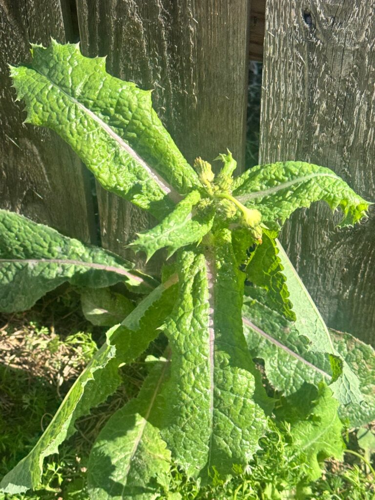 What is this weed? Central TX