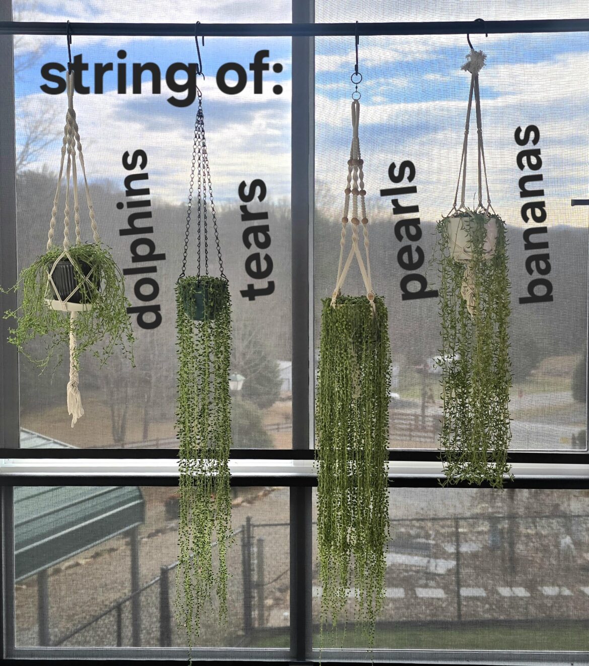 My strings