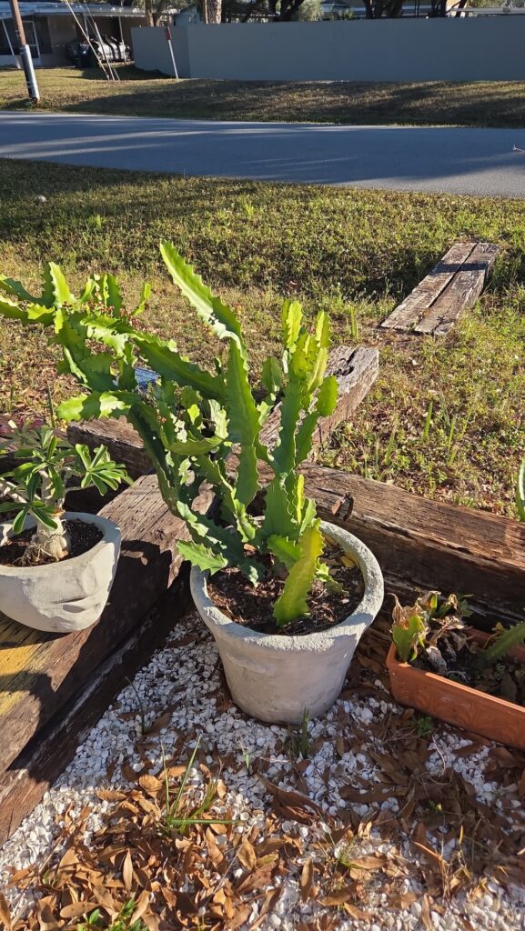 Leaning but flowering. I don't understand why this plant is leaning so badly.
