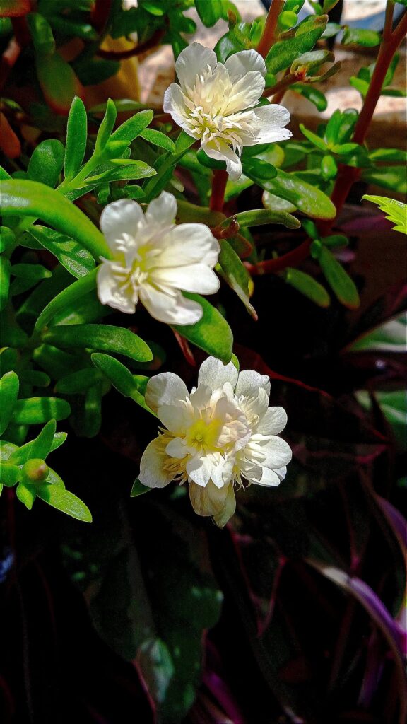 My Purslane Cinderella flowers 💮🤍