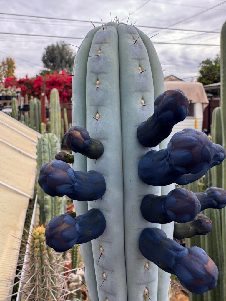 Cipocereus bradei