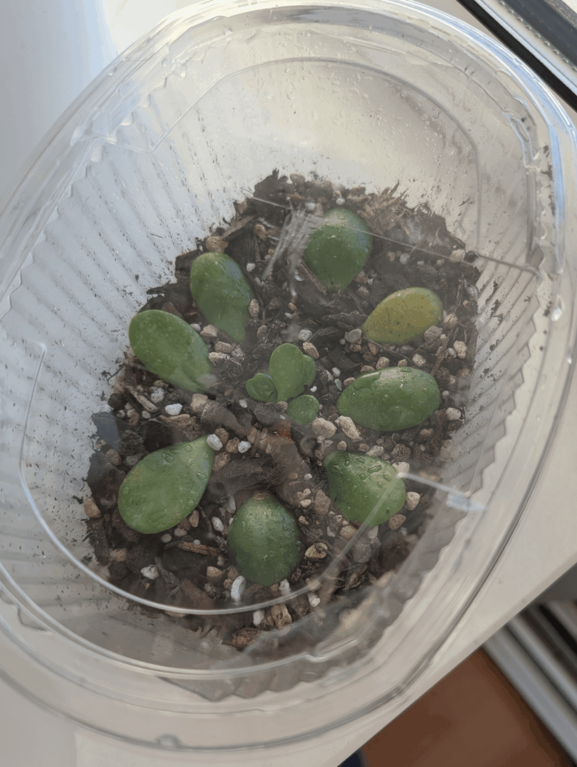 guys did I do this right?? my first jade propagation and i'm so scaarrred