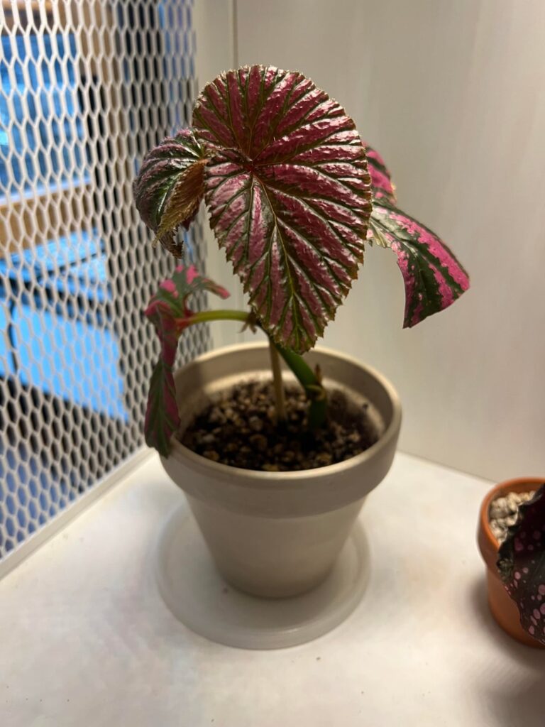 slow growth and browning leaves on brevirimosa