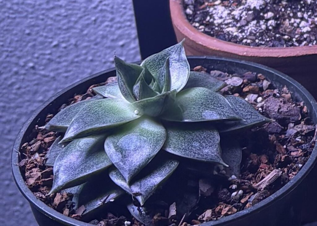 ID?