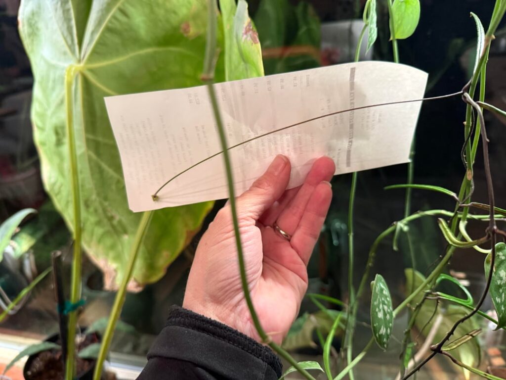 Longest Peduncle 🙃
