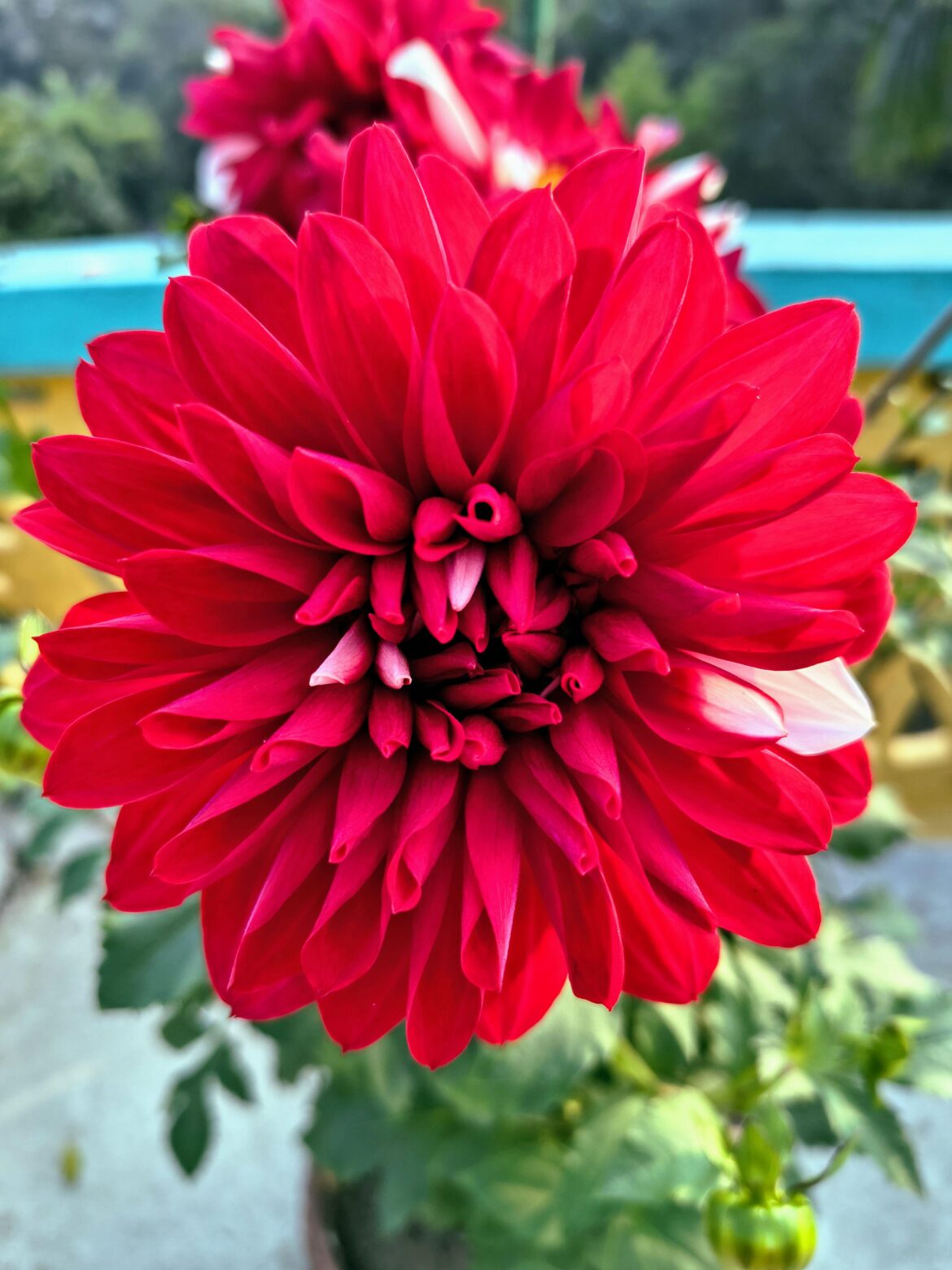 Dahlia 'red runner' with white accent !