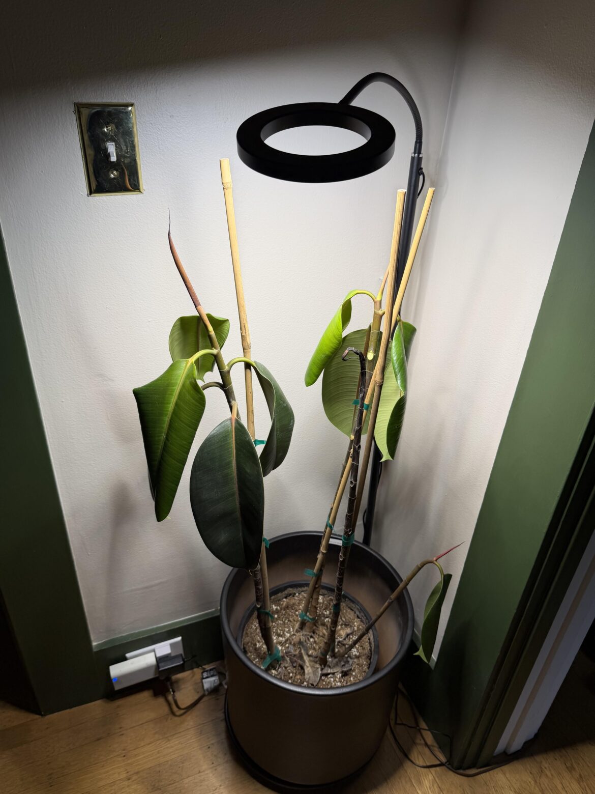Rubber plant sad (and dying?)