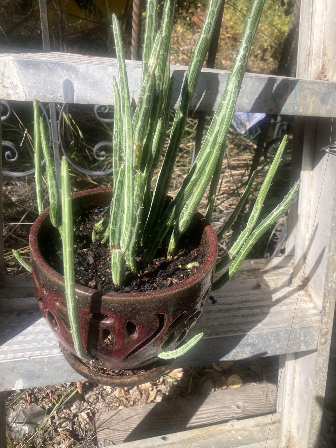 My pickle cactus in an orchid pot