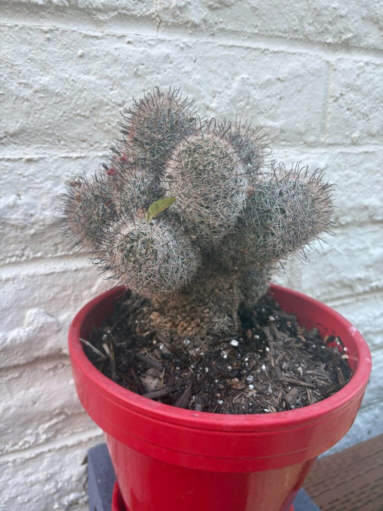 what is this cactus my grandma has