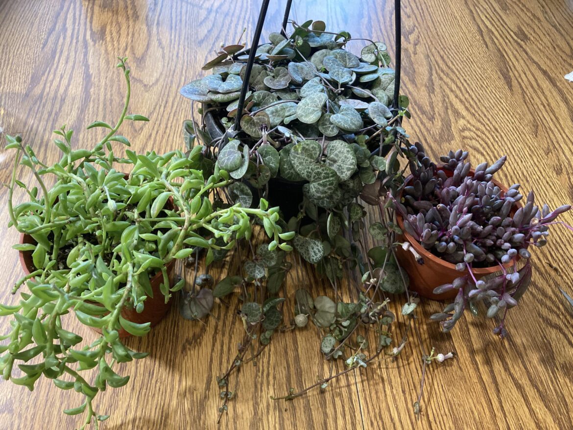 Advice on new plants Advice on new plants