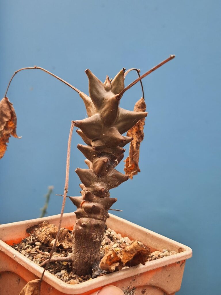 Seed grown Beiselia mexicana