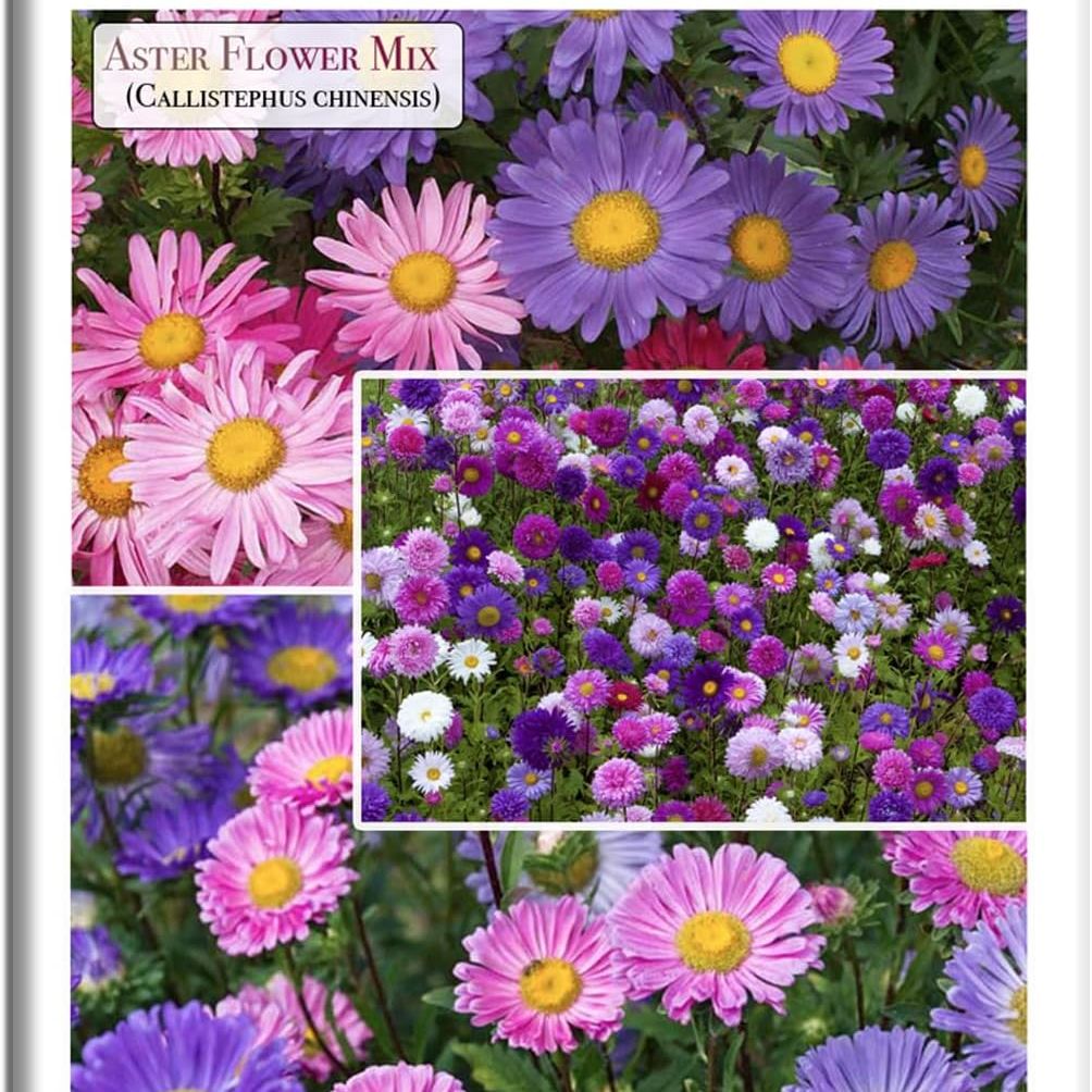 Aster Rainbow Mix Flower Seeds for Planting (callistephus Chinensis) &ndash; 300+ Non-Gmo &amp; Heirloom Seeds by Isla&rsquo;s Garden Seeds, Brilliant Multi-Color Blooms, Easy to Grow, Gift Idea