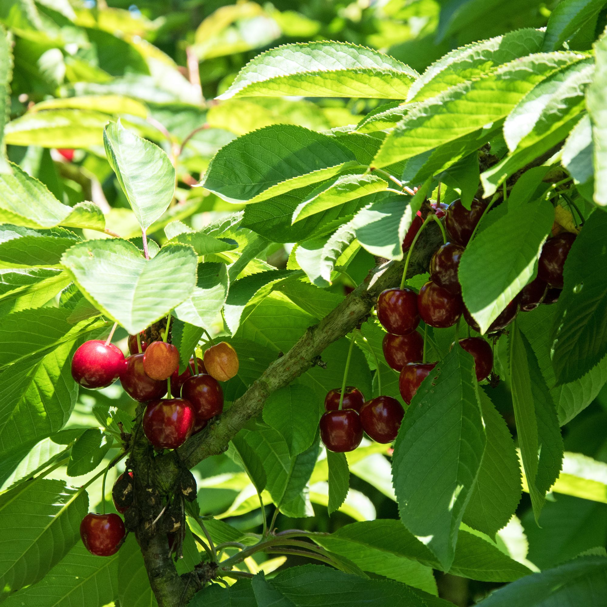 Cherries growing on cherry tree