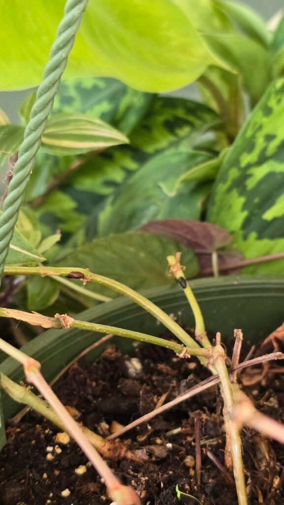 Whats this black dots on my cissus begonia?