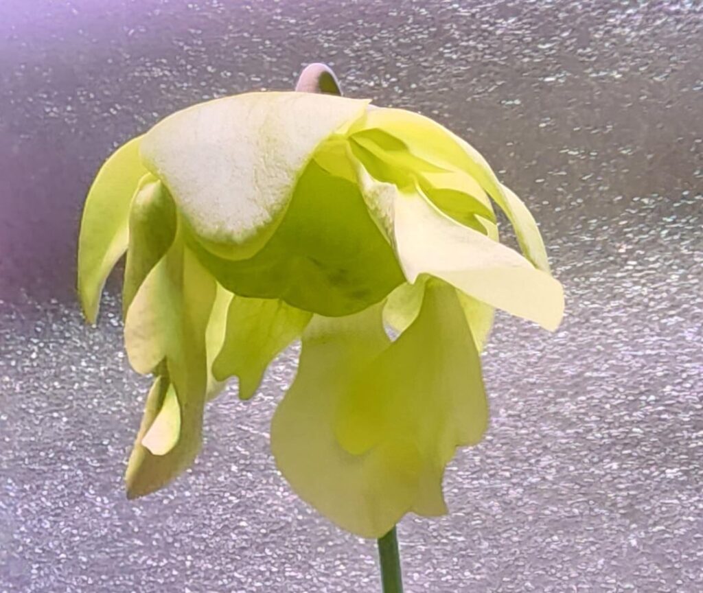 Sarracenia flowering