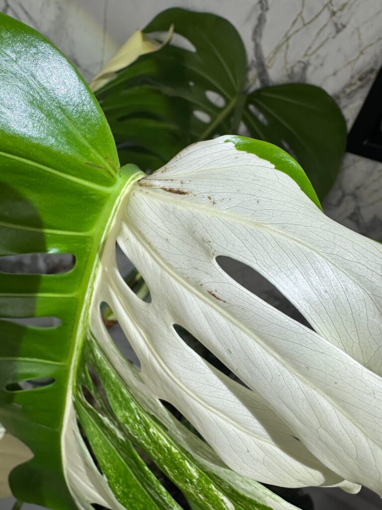Why don't I have bugs