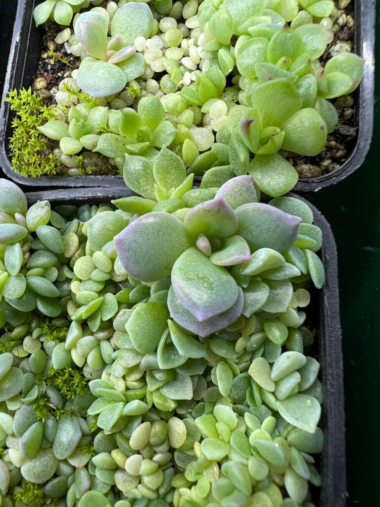 This seedling looks really similar to Graptoveria Milky Way This seedling looks really similar to Graptoveria Milky Way