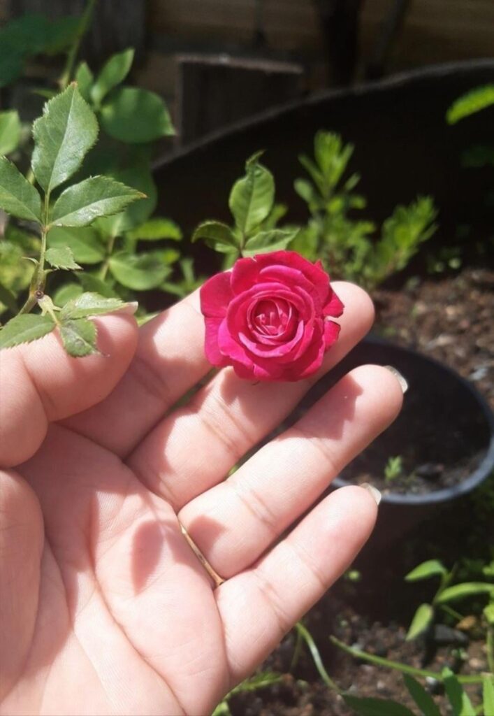When I go out to the yard and see this beauty, my first rose in my garden 🥰