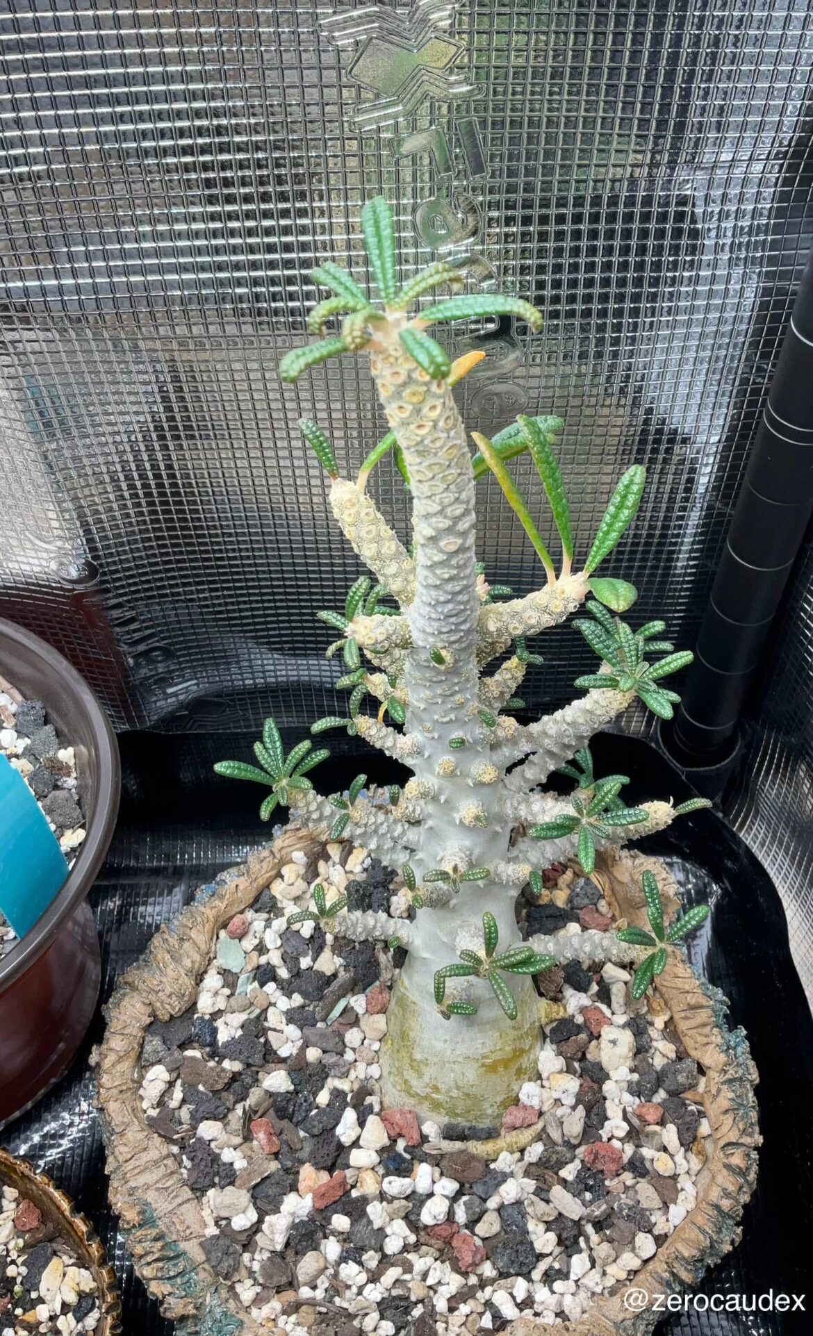 Dorstenia gigas f. bullata
