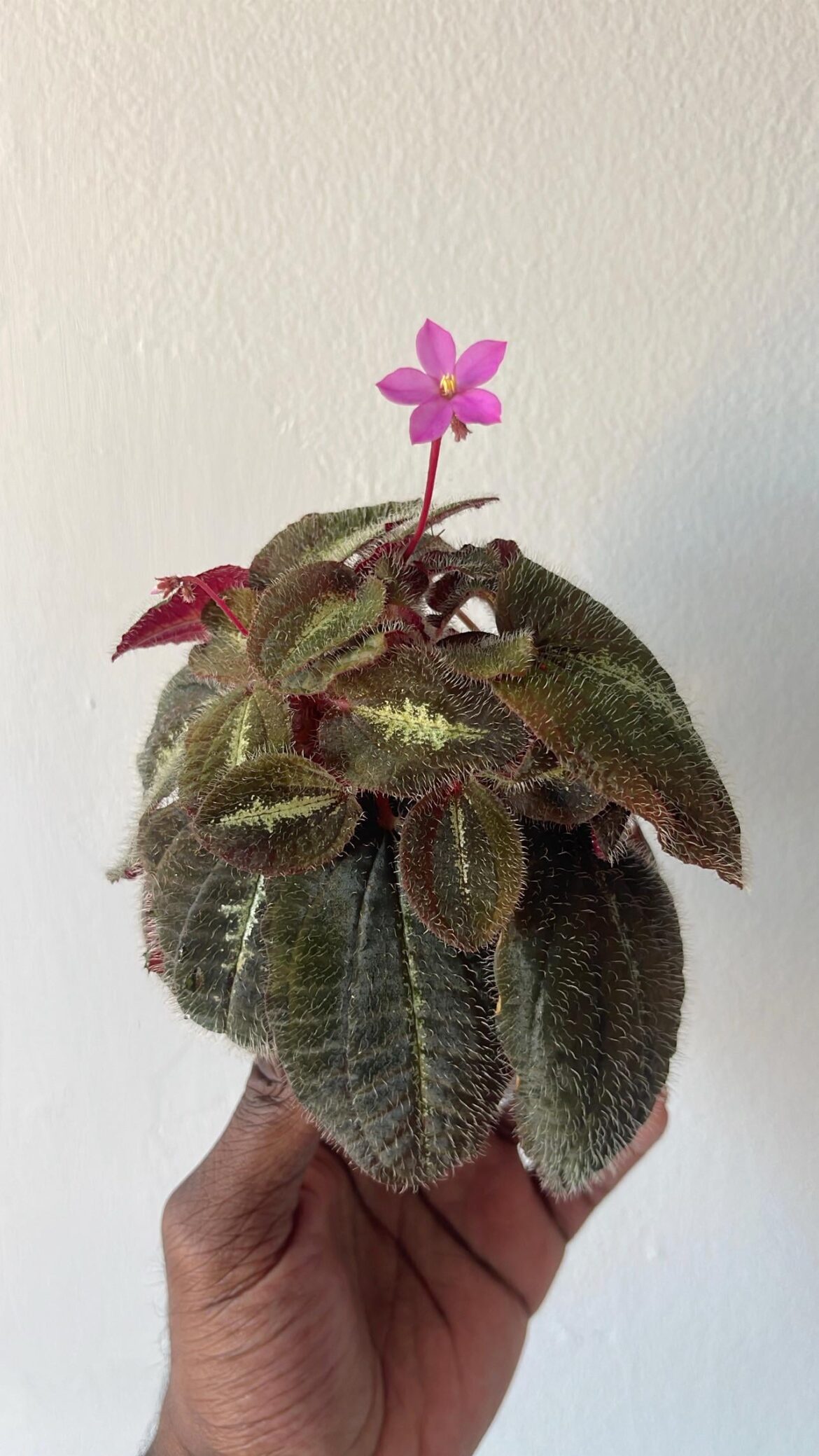 Bertolonia maculata in bloom