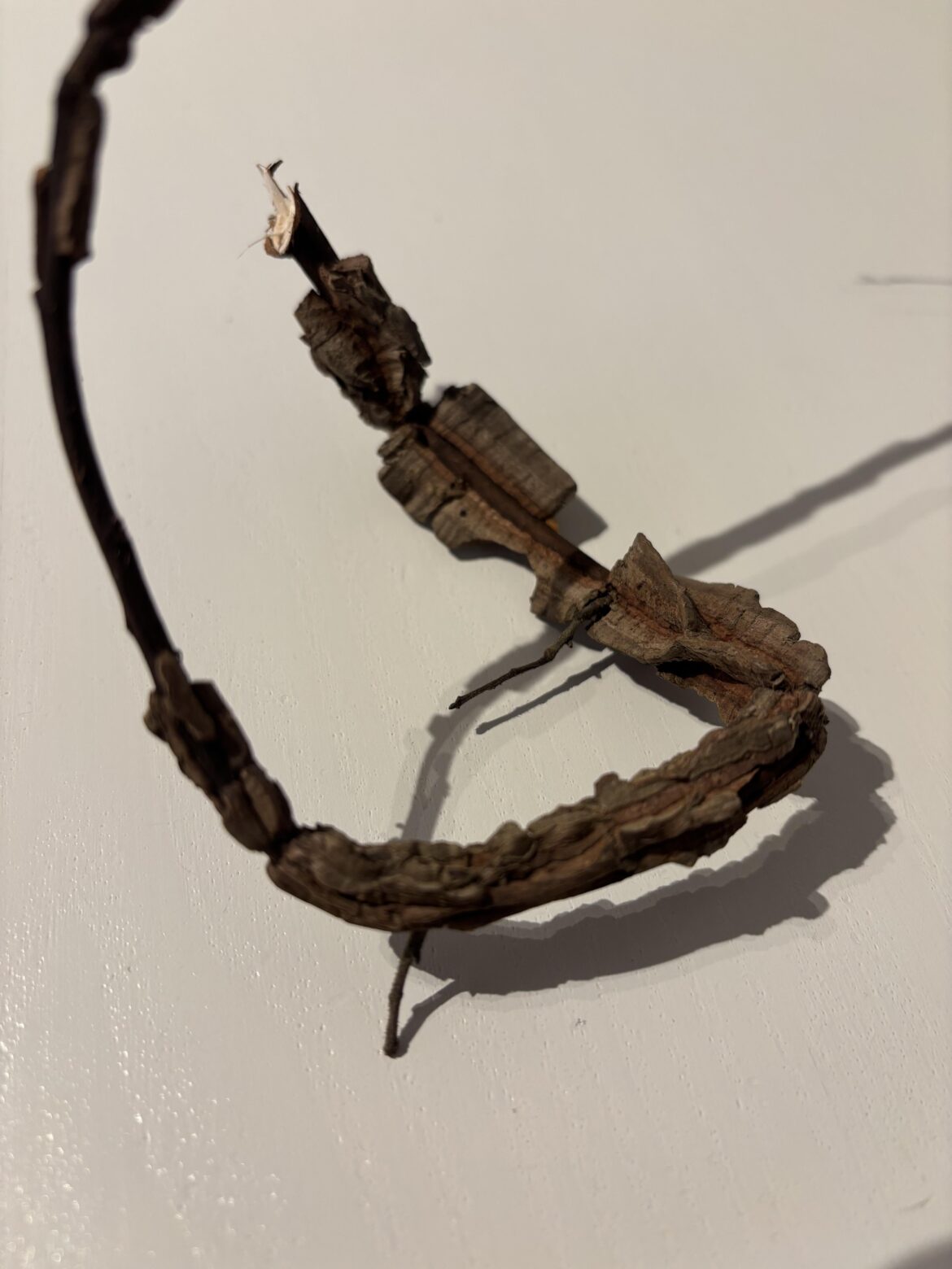Which plant does this twig belong to?