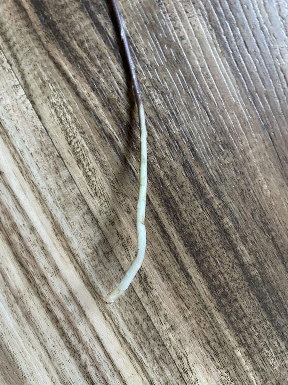 Fern asparagus Sprengeri propagation
