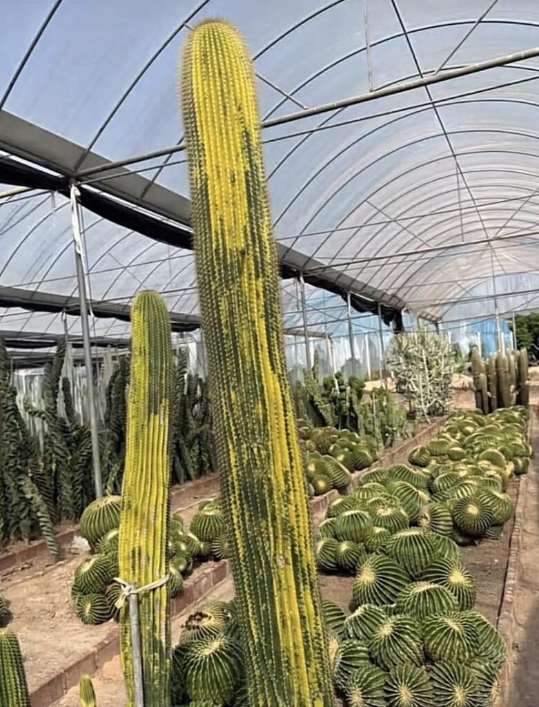 Incredible cactus in a chinese farm