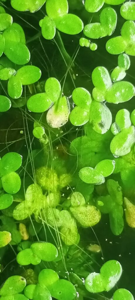 Collembols and other microscopic creatures in my aquarium