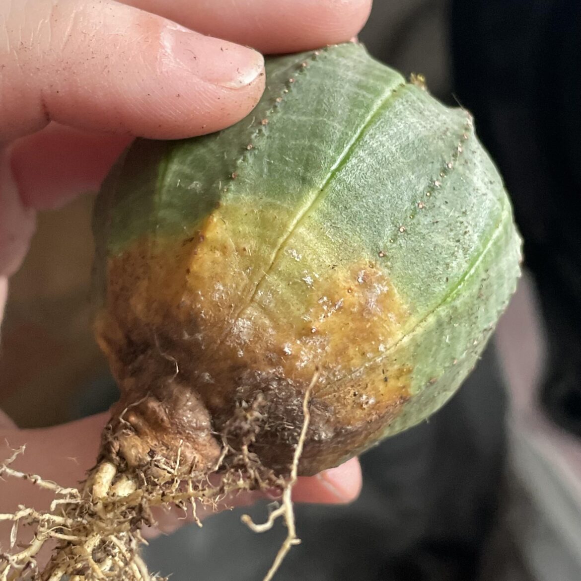 Saw this when repotting a new obesa. Is it terminal?