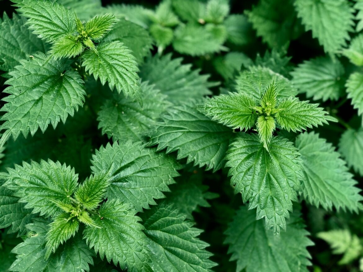 Is your garden fighting back?