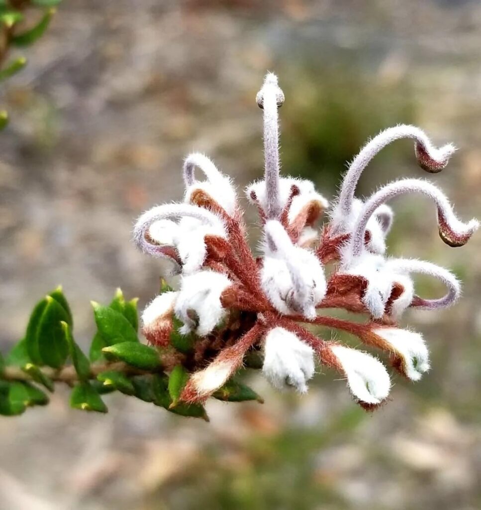 Nature's mysterious poems
