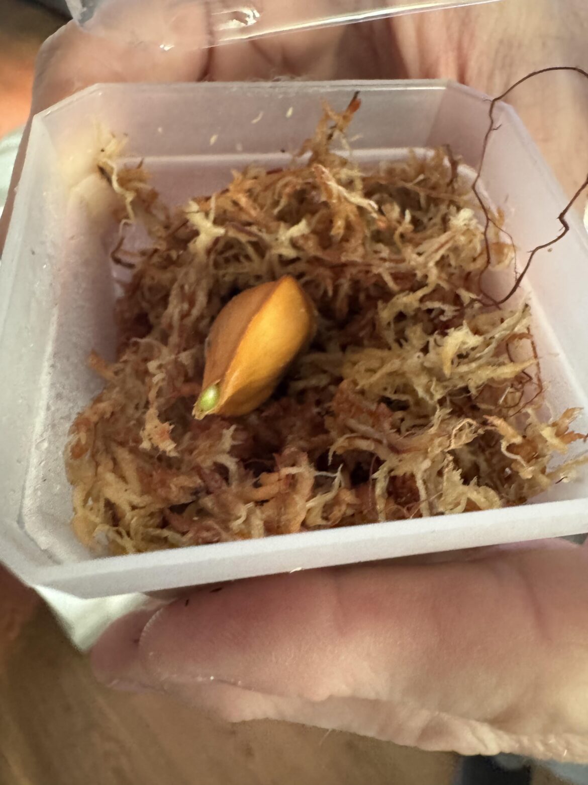 Found this seed in a moss bale