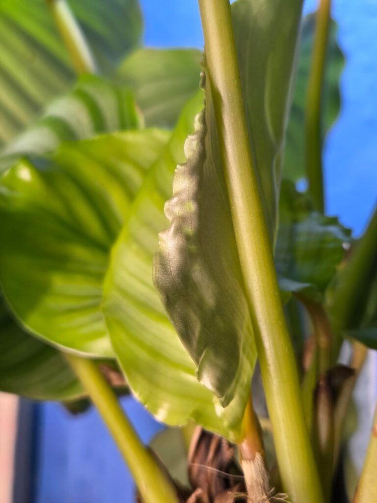 Are these wrinkles on unfurling leaves normal?