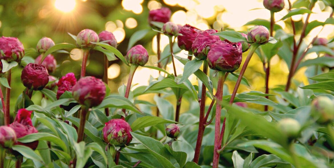 10 Perennials You Shouldn’t Plant Together – And Why