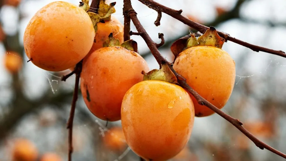 Beautiful persimmon tree.