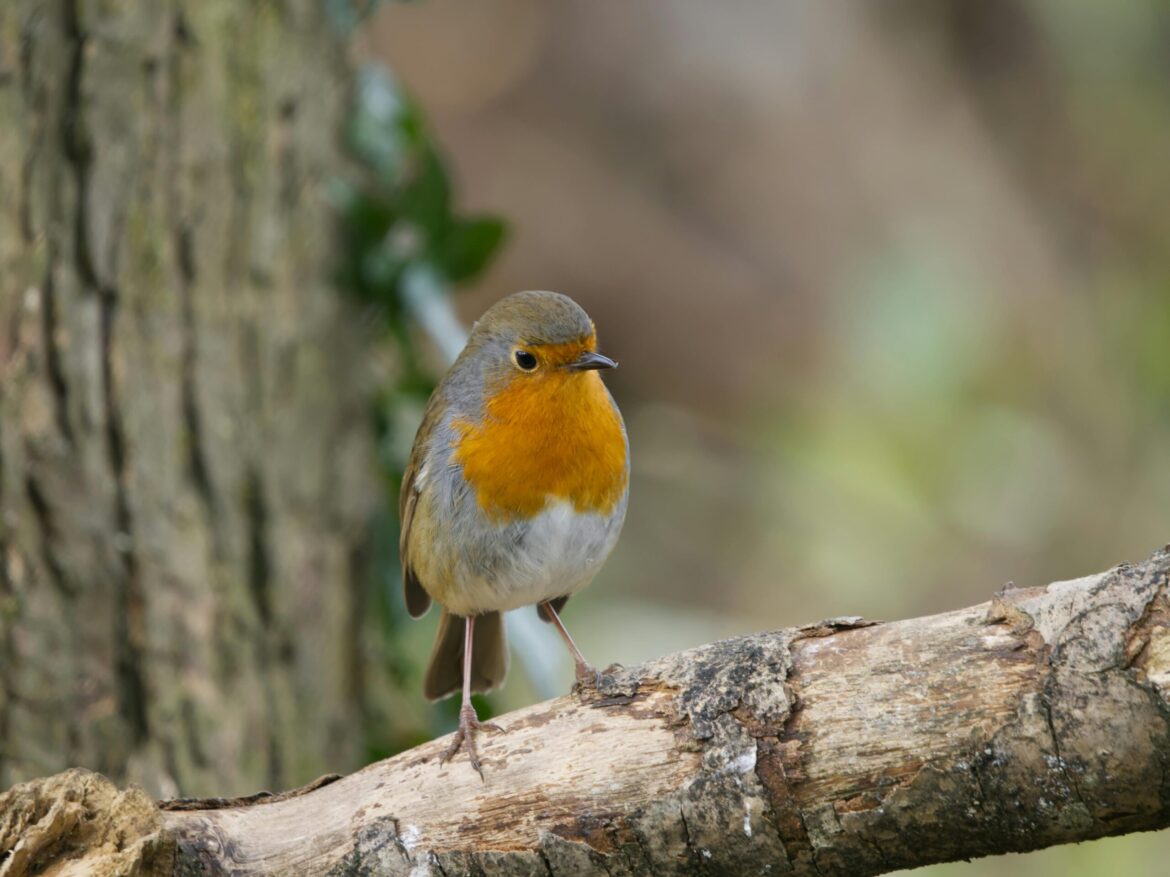 How to help the birds in your garden this winter