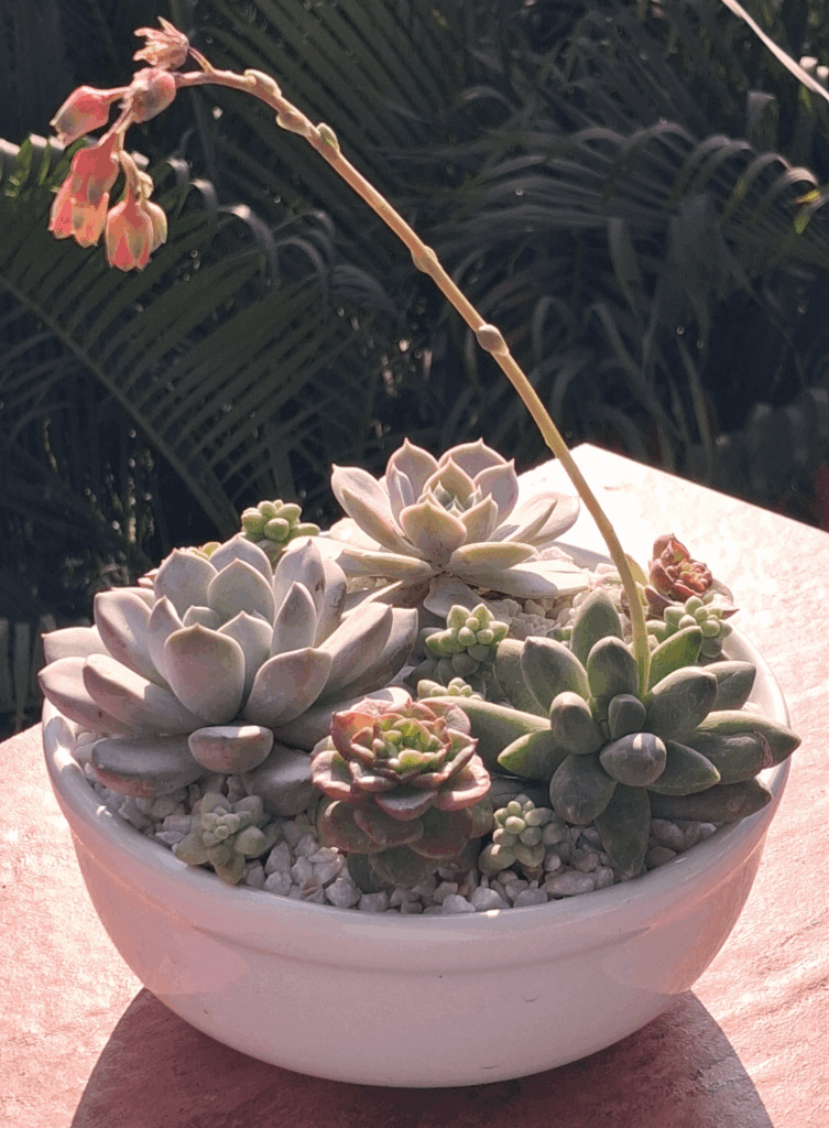 My succulent arrangement.
