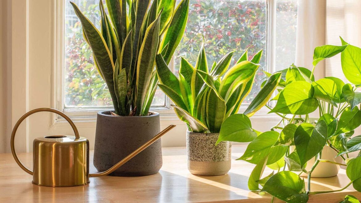 What to Do with a Snake Plant in March for Better Growth snake plants and pothos on window sill with watering can