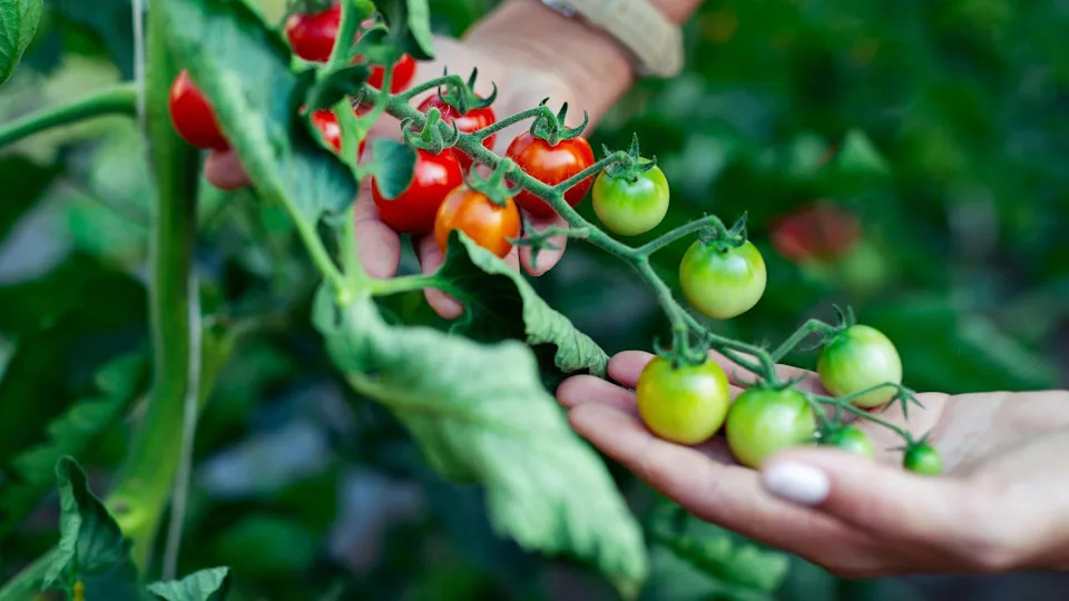 picking cherry tomato