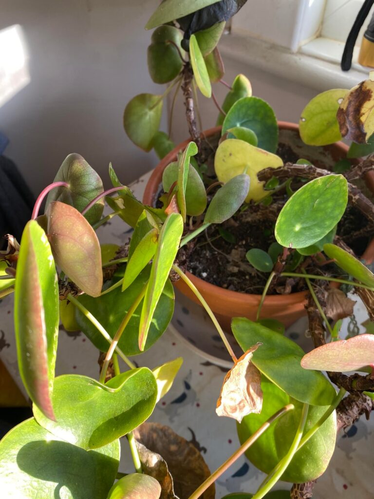 Has this had its day?