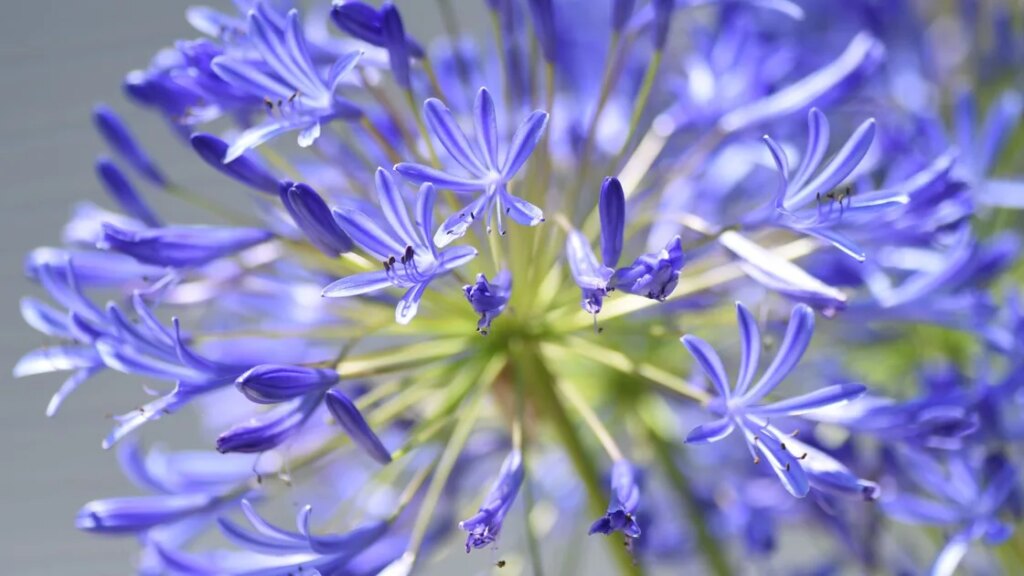 The plants Australians regret planting the most The plants Australians regret planting the most