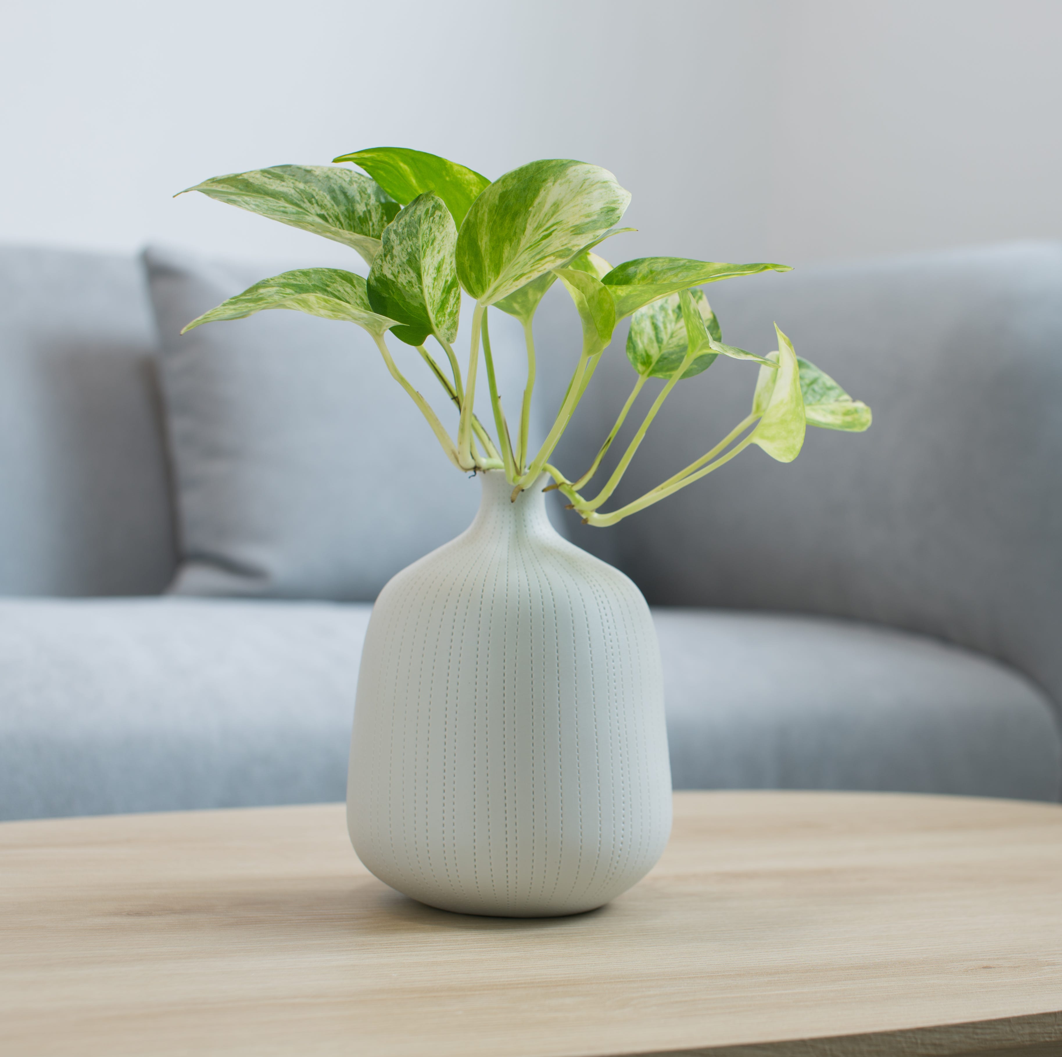 plants in the white vase on a wooden table