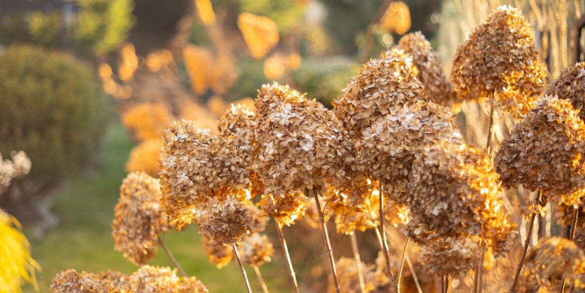 9 Plants To Prune In January For Healthier Spring Growth 9 Plants To Prune In January For Healthier Spring Growth