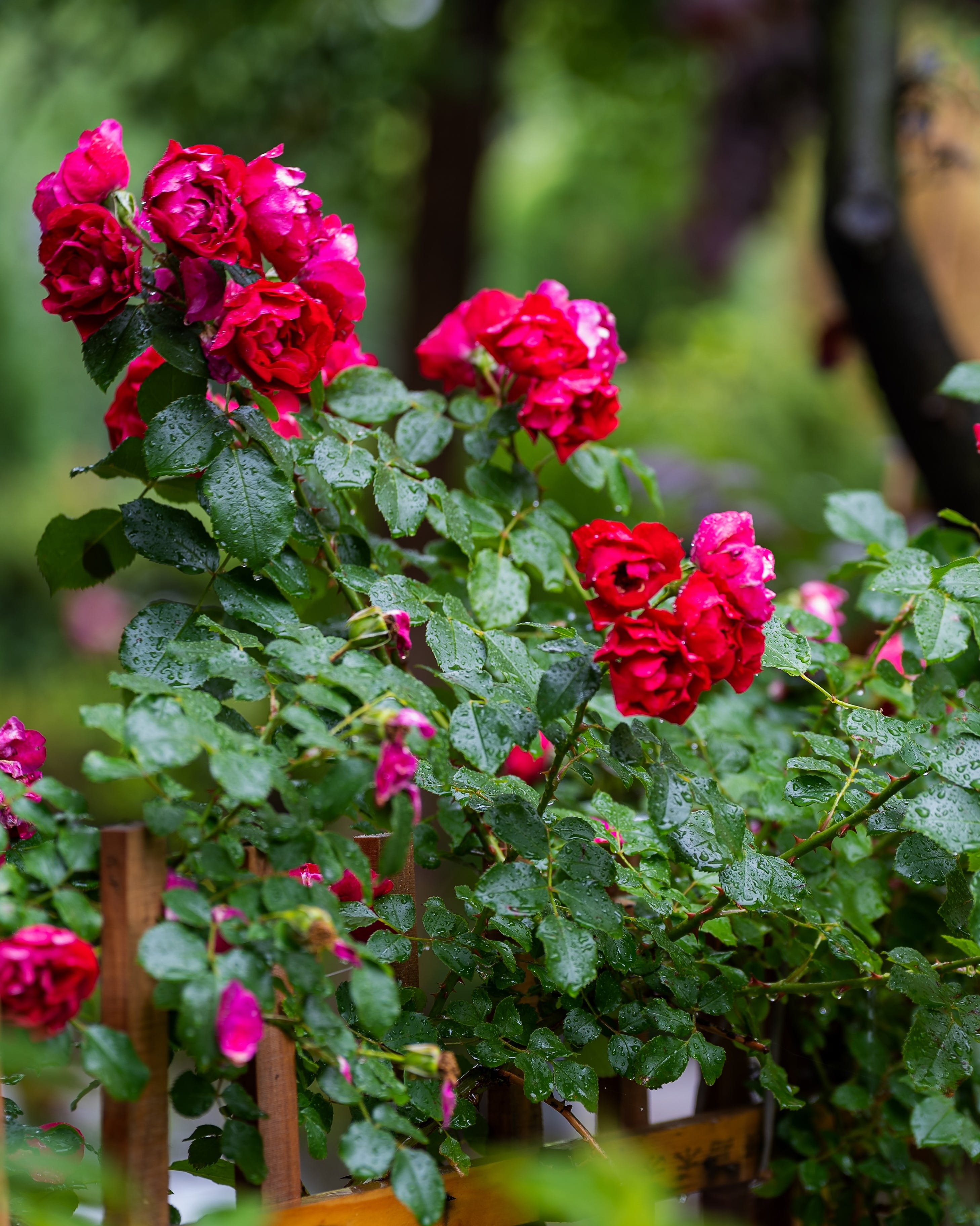 blooming pink roses with wet leaves