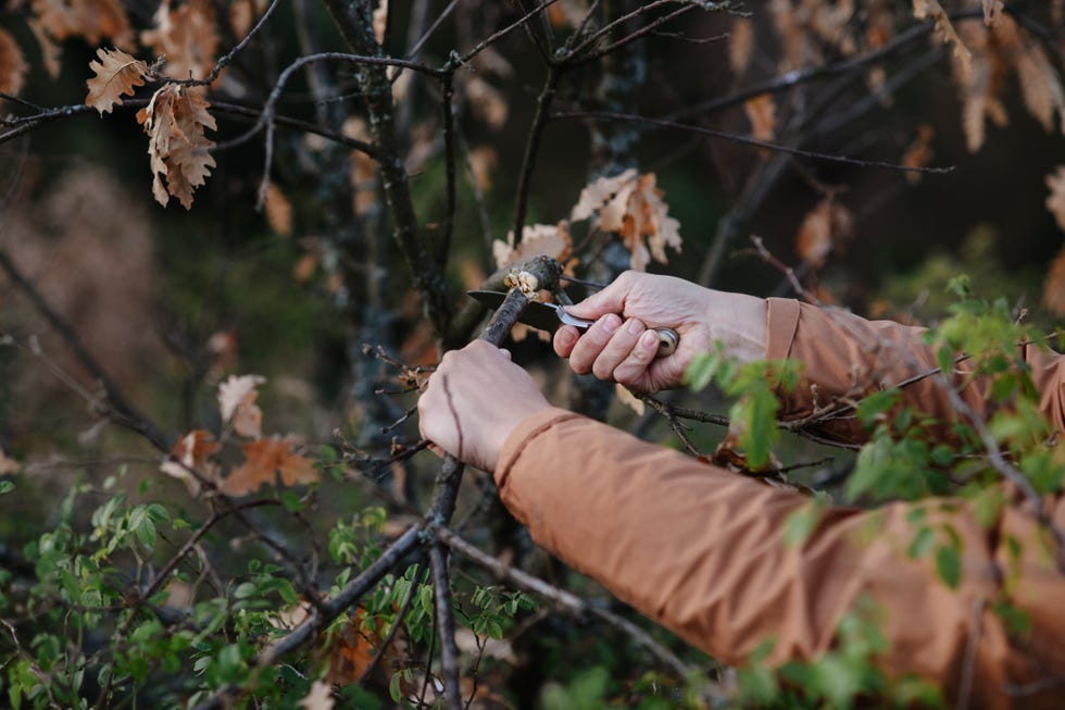 man cutting off a branch from tree