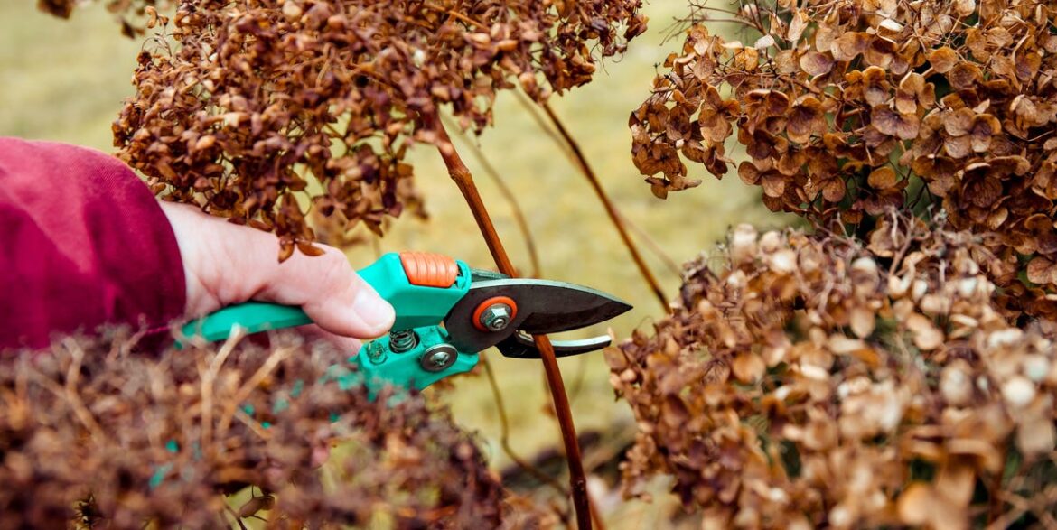 9 Plants You Should Prune in January for Stronger, Healthier Spring Growth 9 Plants You Should Prune in January for Stronger, Healthier Spring Growth