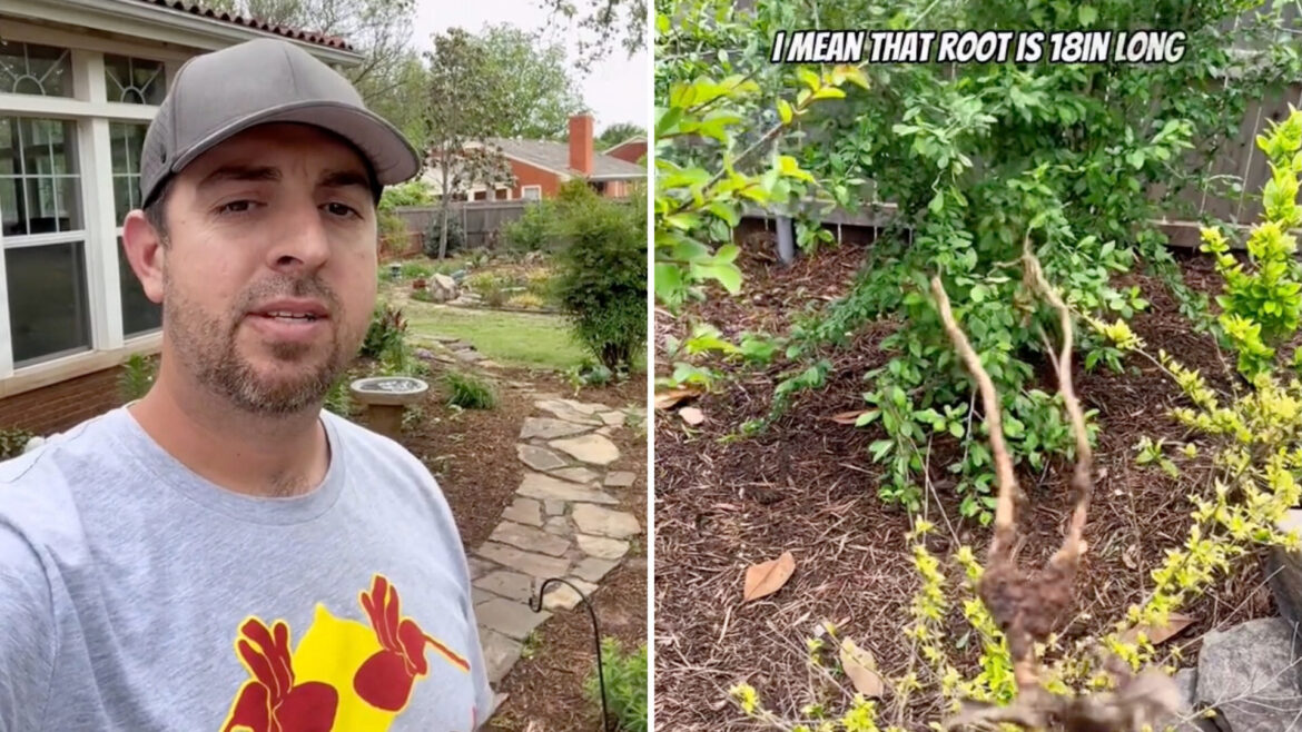 Homeowner reveals surprising hack for dealing with unwanted plants in backyard: ‘So smart’ One TikToker showed how garden pliers can help remove stubborn plants, with the help of some rain.