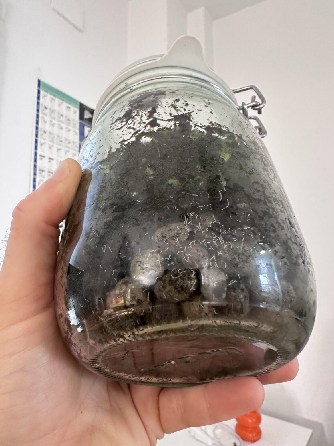 What could these worms be? What could these worms be?
