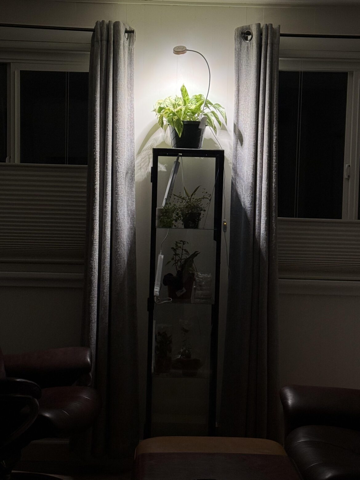I got the Marble Queen its own 10w Sansi pot clip grow light from Sansi. Might get another for my Snow Queen.