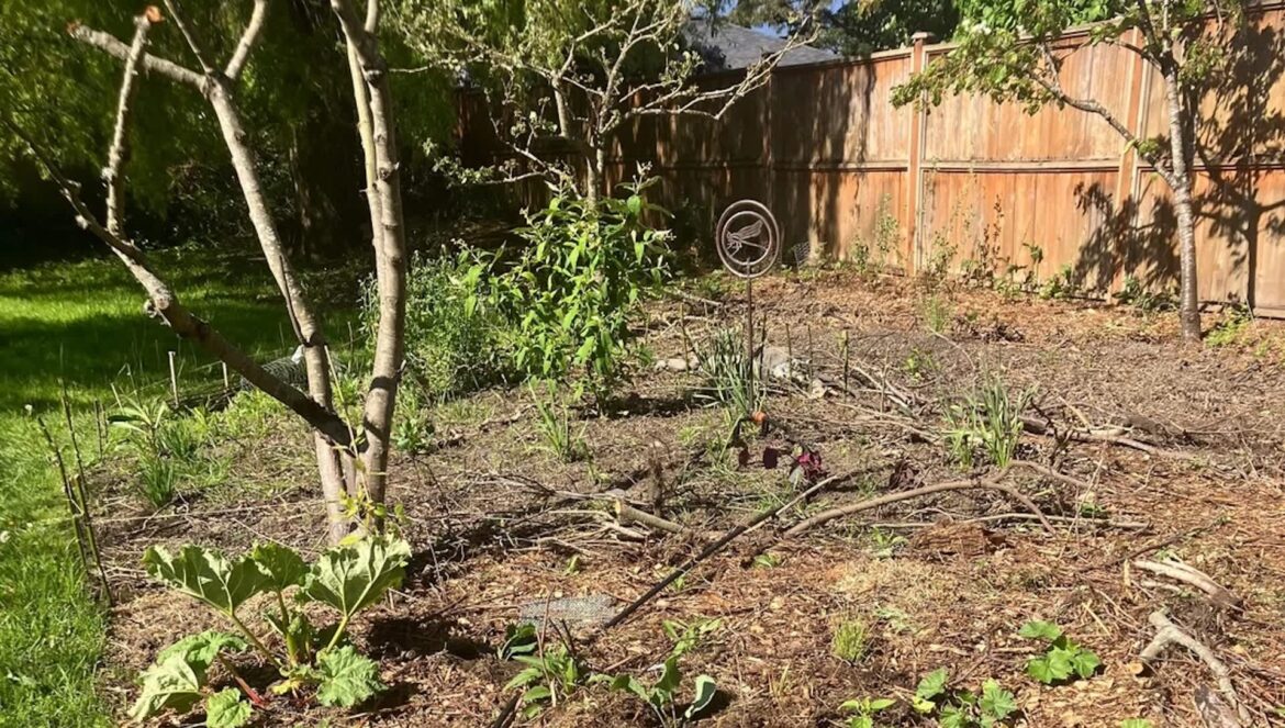 ‘I couldn’t believe how fast everything took off’ One gardener shared before-and-after photos of their pollinator garden, showcasing the incredible transformation.